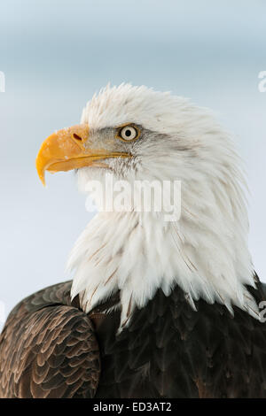 Portrait d'hiver d'un pygargue à tête blanche (Haliaeetus leucocephalus washingtoniensis ). Isoler on white Banque D'Images