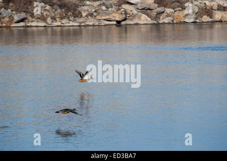 Photo d'une paire de canards sauvages battant ensemble sur la rivière gelée Banque D'Images