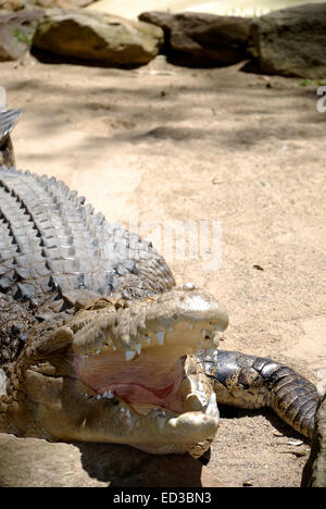 Seul crocodile. Photo a été taked de Featherdale Wildlife Park à Sydney, Australie. Banque D'Images