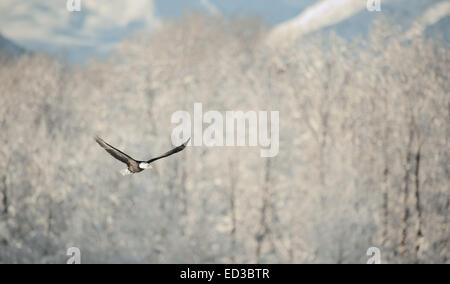 Flying Eagle ( Haliaeetus leucocephalus washingtoniensis ) sur les montagnes enneigées. L'hiver de l'Alaska. USA Banque D'Images