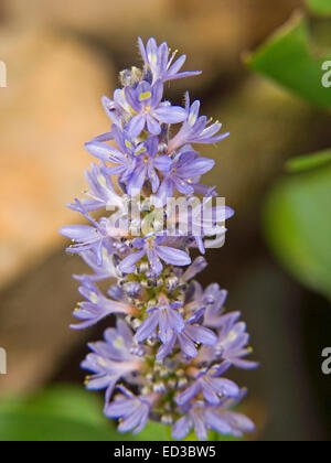 Close-up of tall spike d'attrayantes fleurs bleu de plante aquatique, Pontederia cordata, doré, fond vert contre les mauvaises herbes Banque D'Images