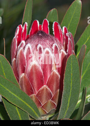 Superbe grande rose fleur de Protea 'Pink Ice' avec pétales aux conseils d'un blanc argenté, et entouré de feuilles vert émeraude Banque D'Images