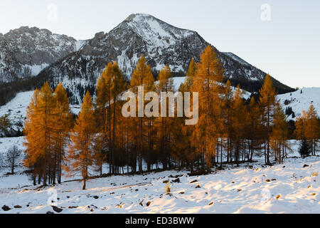 Mélèzes jaune illuminé par le soleil du matin contre les montagnes neige-couvertes Banque D'Images