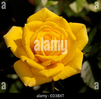 Jaune doré vif, rose Parade contre l'arrière-plan de feuillage vert foncé Banque D'Images