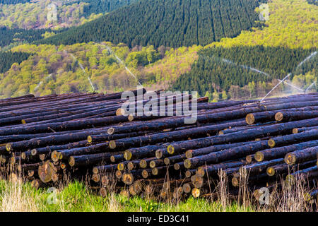 L'industrie forestière, fouetté, pins sont empilés et l'attente pour la suite du traitement, d'irrigation, Banque D'Images