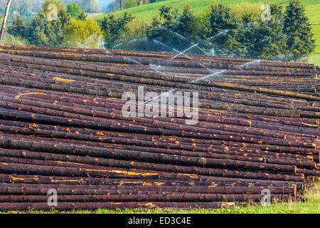 L'industrie forestière, fouetté, pins sont empilés et l'attente pour la suite du traitement, d'irrigation, Banque D'Images