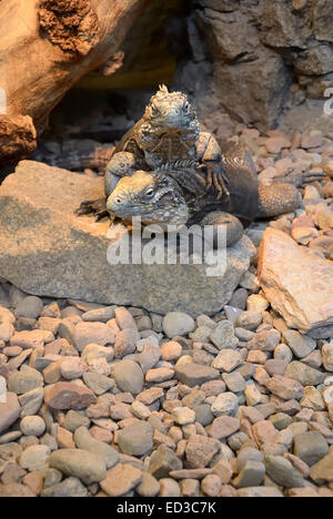 Iguana cubain - ces l'un des plus grands iguanes peuvent atteindre 1,5m de longueur. Il vit à Cuba et est herbivore. Banque D'Images