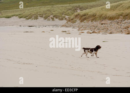 English springer spaniel s'exécutant sur la plage à Sennen Cove, Cornwall, Angleterre Banque D'Images