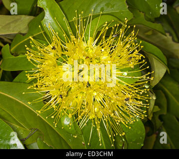 Grappe de fleurs jaune vif de Xanthostemon chrysanthus, Australian Golden Penda arbre, entouré de feuilles vert émeraude Banque D'Images