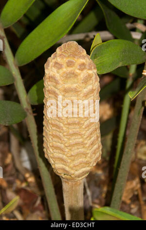 Cône mâle de cycadales Zamia furfuracea tropicales, des plantes avec des feuilles de carton, sub-tropical en Australie Banque D'Images