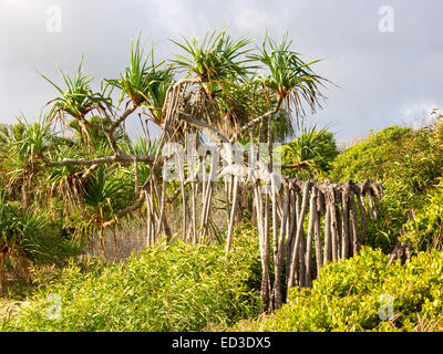 Palm Pandanus arbre pin / vis avec de grandes racines aériennes s'élevant au-dessus de la végétation dense sur les dunes côtières dans le Queensland en Australie Banque D'Images
