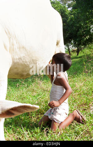 1 rural indien garçon enfant vache lait alimentation creusés pour animaux Banque D'Images