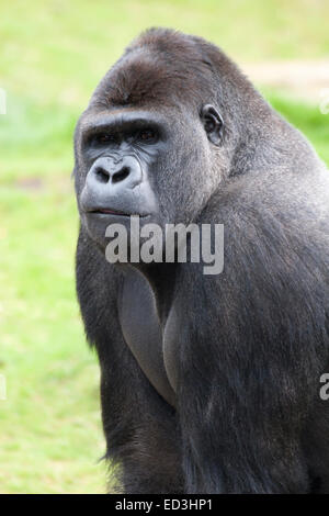 Gorille de plaine de l'ouest (Gorilla gorilla) Banque D'Images