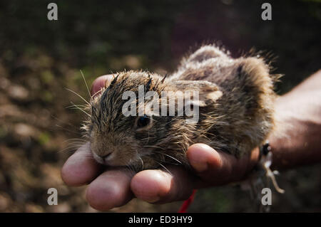 1 l'homme rural farm holding Rabbit Banque D'Images