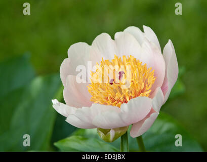 Paeonia 'Golden Wings' Banque D'Images