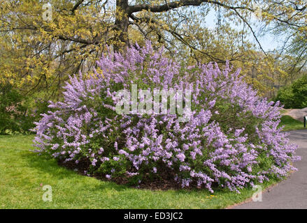 Cutleaf Lilac Tree - Syringa laciniata x Banque D'Images