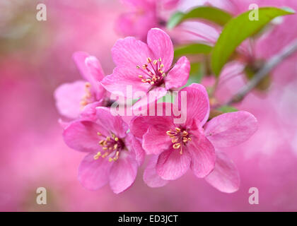 Pommier à fleurs - Malus 'Prairie Fire' Banque D'Images