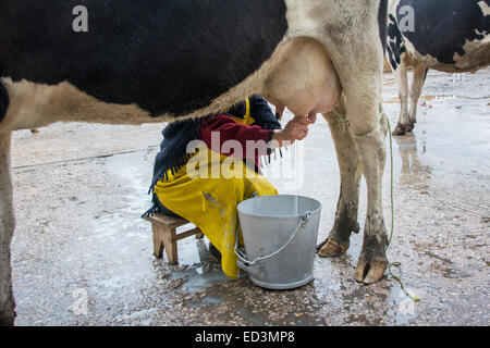 Traire une vache à la main de façon traditionnelle Banque D'Images