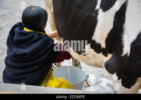 Dame traditionnelle péruvienne traire une vache à la main Banque D'Images