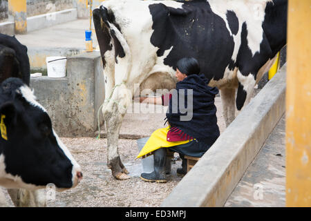 Dame traditionnelle péruvienne traire une vache à la main Banque D'Images