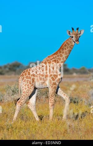Bébé Girafe (Giraffa camelopardalis), marche à pied dans la savane, le Parc National d'Etosha, Namibie, Afrique Banque D'Images