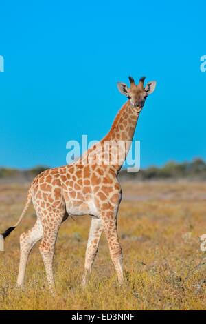 Bébé Girafe (Giraffa camelopardalis), marche à pied dans la savane, le Parc National d'Etosha, Namibie, Afrique Banque D'Images