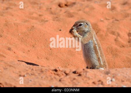 (Ha83 inauris), l'alimentation à l'entrée du terrier, Kgalagadi Transfrontier Park, Northern Cape, Afrique du Sud Banque D'Images