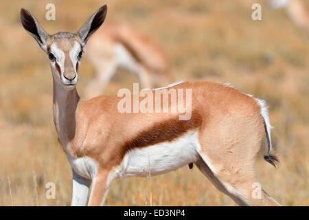 Jeune homme le springbok (Antidorcas marsupialis), debout dans l'herbe sèche, Kgalagadi Transfrontier Park, Northern Cape, Afrique du Sud Banque D'Images