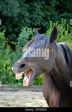 Smiling funny horse Banque D'Images