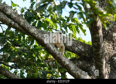 Belle main blanche Gibbon (Hylobates lar) assis sur le sol Banque D'Images