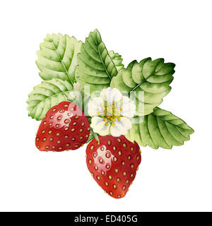 Strawberry fait à l'aquarelle sur fond blanc Banque D'Images