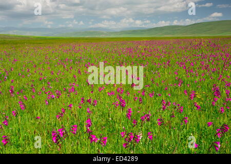 Plein d'un Marais, Gladiolus gladiolus sauvages près de kotschyanus Cildir, loin dans l'est de la Turquie Banque D'Images