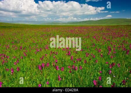 Plein d'un Marais, Gladiolus gladiolus sauvages près de kotschyanus Cildir, loin dans l'est de la Turquie Banque D'Images