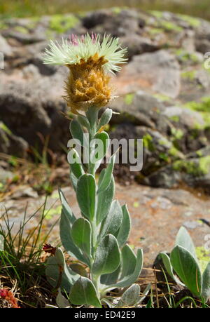 Une espèce endémique centaurée à fleurs jaunes, Centaurea, appendicigera dans le Alpes pontiques, Turquie Banque D'Images