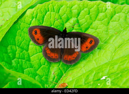 Scotch Argus, Erebia aethiops, se prélassant sur feuille. La Turquie Banque D'Images