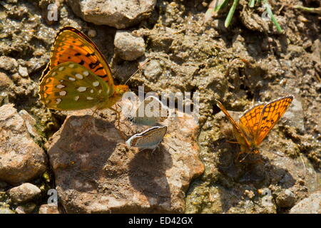 Les papillons de boue-puddlage incl. Fritillary vert foncé à plus de 2000m, les Alpes pontiques, Turquie Banque D'Images