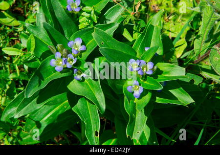 La Gentiane, Gentiana cruciata en fleurs, avec des oeufs de papillon bleu Alcon Montagne éparpillés sur eux. Banque D'Images