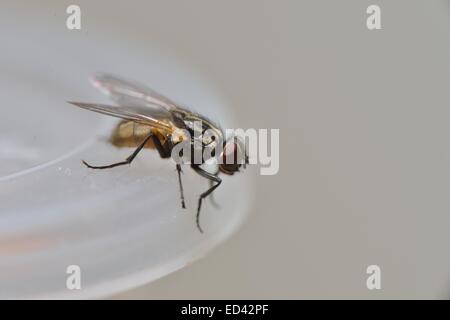 Mouche domestique (Musca domestica) sur un pot dans la cuisine Banque D'Images