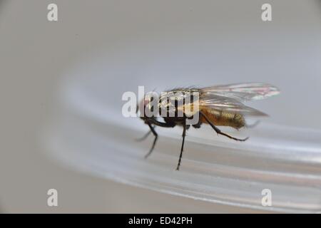 Mouche domestique (Musca domestica) sur un pot dans la cuisine Banque D'Images