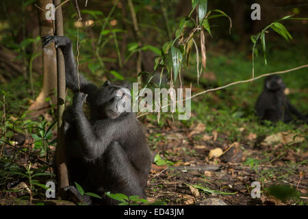 Portrait environnemental d'un macaque Sulawesi à crête noire (Macaca nigra) dans la réserve naturelle de Tangkoko, au nord de Sulawesi, en Indonésie. Banque D'Images