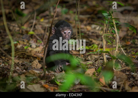 Un bébé macaque à crête (âge inconnu) jouant seul sur le fond de la forêt dans la réserve naturelle de Tangkoko, au nord de Sulawesi, en Indonésie. Banque D'Images