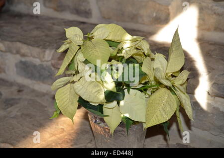 Poinsettia Noël blanc sur l'étape de la pierre Banque D'Images