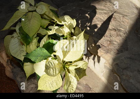 Poinsettia blanc sur les marches de pierre Banque D'Images