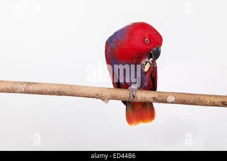 Perroquet Eclectus femelle puce banane manger ce qu'elle est maintenant dans son pied. Debout sur un perchoir naturel contre l'arrière-plan blanc. Banque D'Images