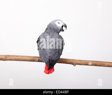 Perroquet gris d'Afrique sur une branche. Était avec son dos pour nous montrant sa queue rouge et avec son bec ouvert sifflement Banque D'Images