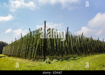 Terrain agricole avec des cultures de houblon dans une journée ensoleillée Banque D'Images