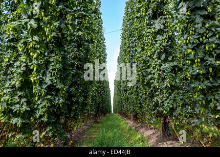 Terrain agricole avec un saut de maturation des plantes. Banque D'Images