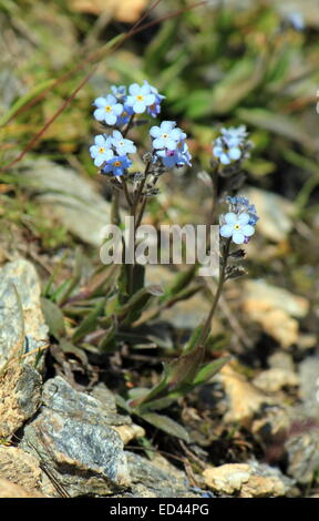 Close up of blue forget-me-not fleurs dans la nature (Myosotis). Banque D'Images