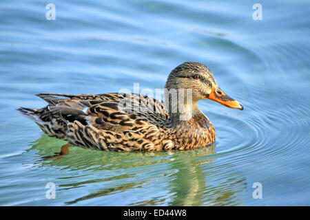 Canard colvert femelle flottant sur l'eau Banque D'Images