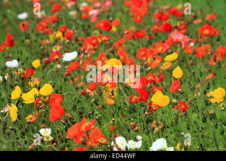 Coquelicots colorés et d'autres fleurs jaunes et blanches en arrière-plan Banque D'Images